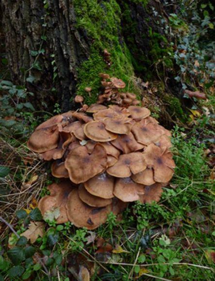 Mature overlapping caps at the base of a dead oak in Basildon, Essex.